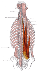 Erector spinae, the muscles targeted by rack deadlift.
